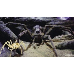 Harry Potter - Dans les coulisses des films Harry Potter : Aragog